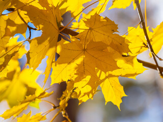 Maple branches with yellow leaves in autumn, in the light of sunset.