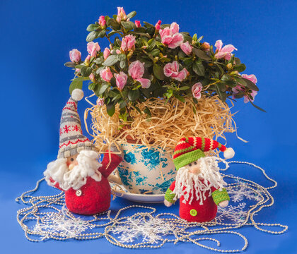 Blooming azalea  (rhododendron)  with decor winter holiday and a toy gnome (mass production) on a blue background