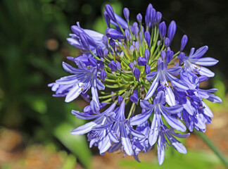 Blue agapanthus