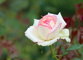 White pink Rose