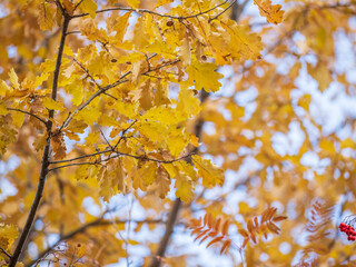 Oak branches with yellow leaves in autumn park