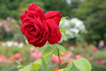 Deep red Rose