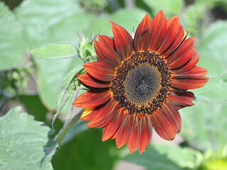 Orange Sunflower