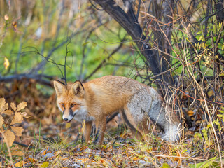 The red fox Vulpes vulpes walks along a path in the forest.