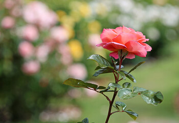 Rose on stem