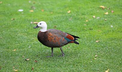 Paradise Duck
