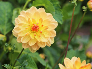 Orange yellow Dahlia