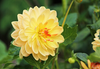 Side view at yellow Dahlia