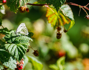 red currant bush