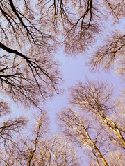 trees and sky
