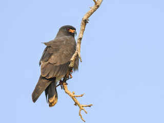 Snail Kite perched on tree branch against blue sky