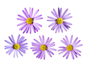 Fototapeta na wymiar Aster flowers PNG, Blue aster flowers on transparent background, Chrysanthemums, Flowers composition, Purple flowers PNG - Flat lay, top view, flower arrangement isolated on a white