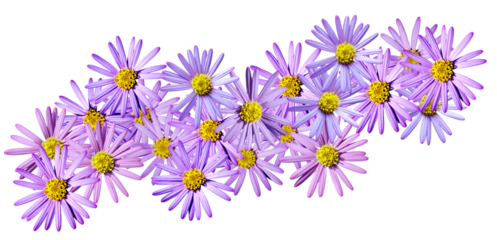 Aster flowers PNG, Blue aster flowers on transparent background, Chrysanthemums, Flowers composition, Purple flowers PNG - Flat lay, top view, flower arrangement isolated on a white