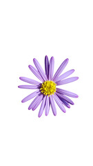 Aster flowers PNG, Blue aster flowers on transparent background, Chrysanthemums, Flowers composition, Purple flowers PNG -  Flat lay, top view, flower arrangement isolated on a white