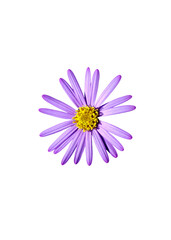Aster flowers PNG, Blue aster flowers on transparent background, Chrysanthemums, Flowers composition, Purple flowers PNG -  Flat lay, top view, flower arrangement isolated on a white