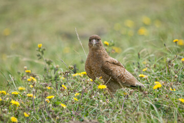 chimango caracara perched on the grass field 
