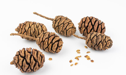 Giant sequoia (Sequoiadendron giganteum) cones isolated on white background.