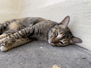 cat on the floor