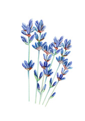 Fototapeta premium Watercolor lavender PNG, Lavender flower watercolor PNG, Clipart Isolated on transparent background, Watercolor lavender flower illustration. Floral frame, border bouquet set. Wedding invitation. 