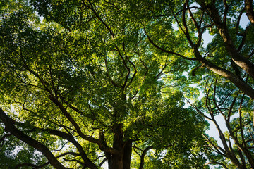 Fototapeta premium 薄暗い林の中、大きなクスノキのシルエット