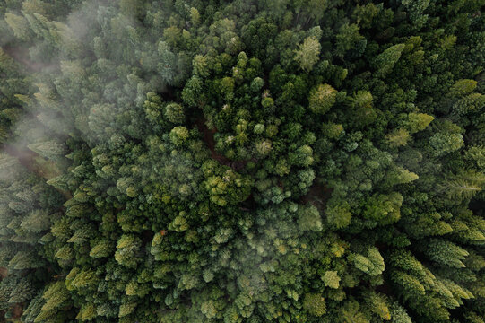 Aerial view of fog over dark pine forest trees.