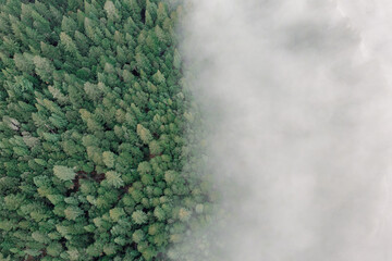 Thick fog covers part of pine tree forest.