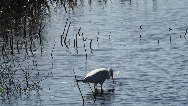 American white ibis hunting for crustaceans and small fish at Anahuac National Wildlife Refuge on the Texas Gulf Coast in North America.