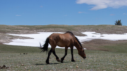 Tan Buckskin wild horse stallion snaking near snowfield in the western United States