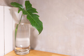 leaf in a glass vase with water. The concept of minimalism. One leaf of the plant and a cement background.