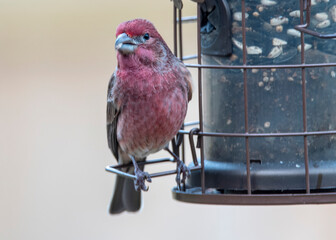 Purple Finch Perched