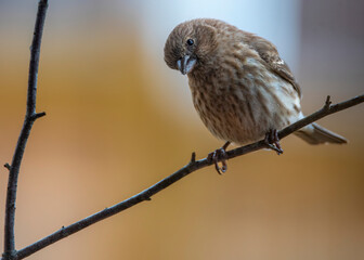 Purple finch Perched