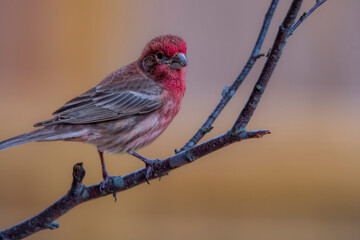 Purple Finch Perched