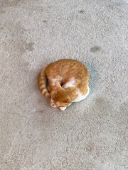 a ginger cat on the ground