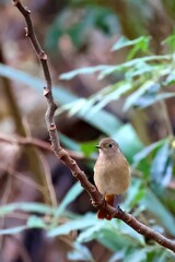 Daurian Redstart female standing on a branch.