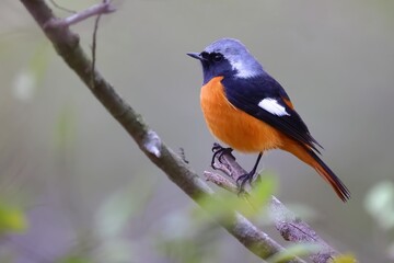 Male Daurian Redstart standing on a branch.