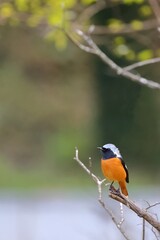 Male Daurian Redstart standing on a branch.