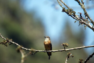 Female vermilion flycatcher (Pyrocephalus rubinus) perched on a tree branch in Cotacachi, Ecuador
