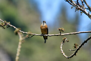 Female vermilion flycatcher (Pyrocephalus rubinus) perched on a tree branch in Cotacachi, Ecuador