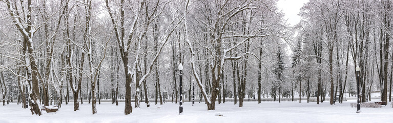 winter park scenery with trees, covered by snow. panoramic view.