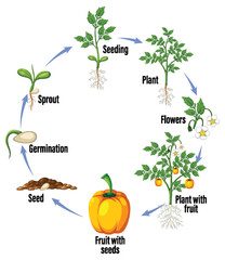 Life cycle of a plant diagram