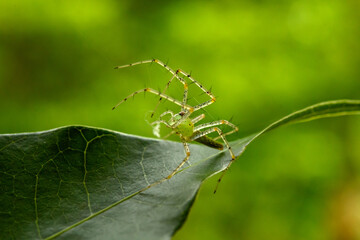 Spiders in nature, on leaf green