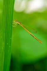  One dragonfly at nature green background.