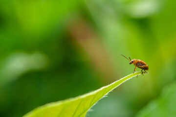 Orange cucurbit leaf beetle, Pumpkin beentle on green leaf