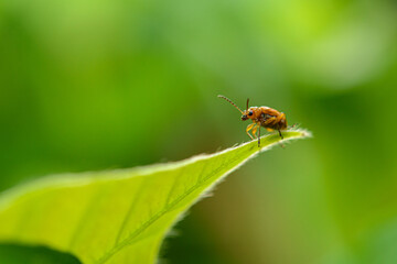 Orange cucurbit leaf beetle, Pumpkin beentle on green leaf