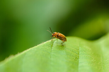 Orange cucurbit leaf beetle, Pumpkin beentle on green leaf