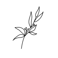 Fototapeta premium branch with leaves foliage berry line art illustration I