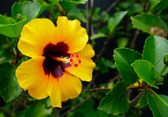 bright orange hibiscus flower and plant