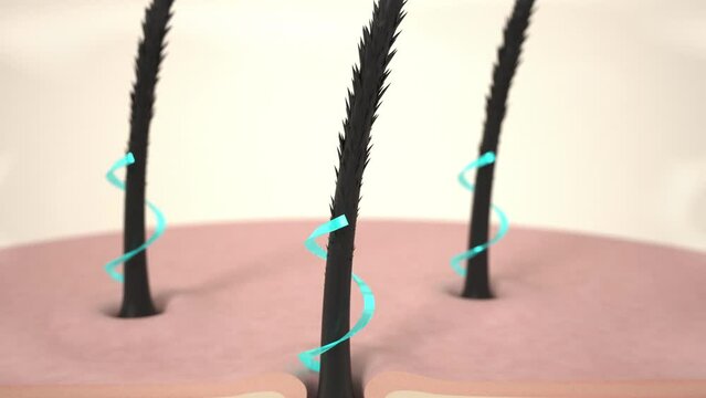 Hair care, hair growth oil drop to root, Animation Nourish hair action of shampoo or serum. Repair damaged hair. 3d rendering.