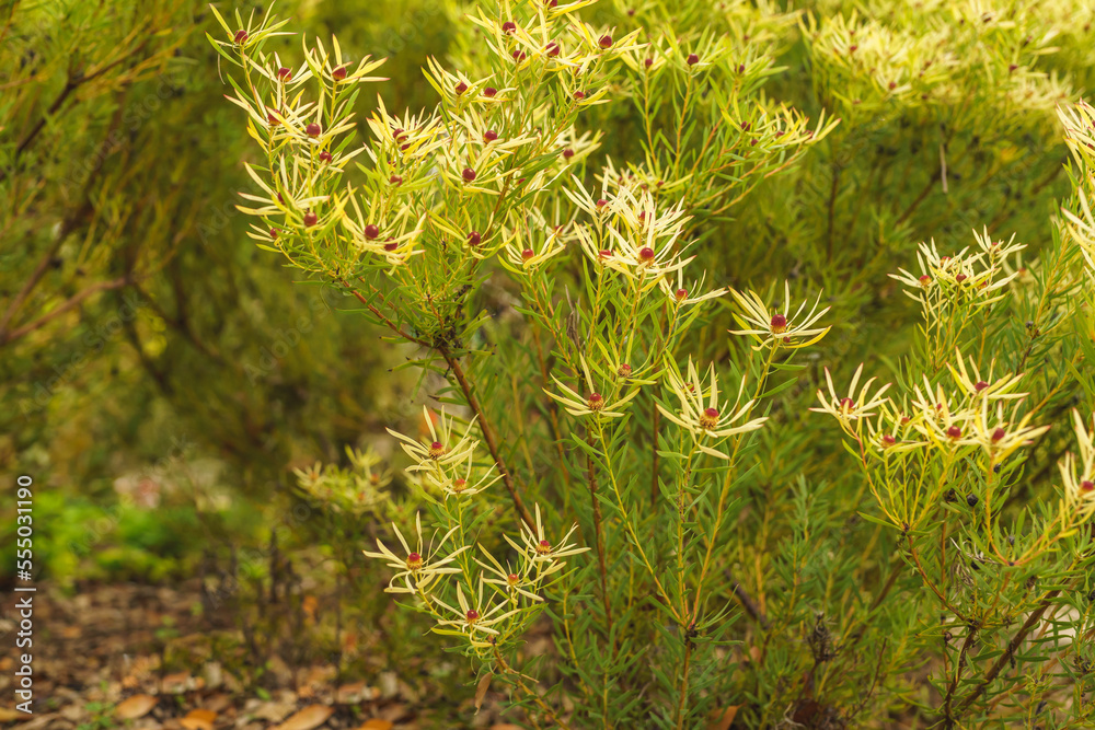 Wall mural Cone bush (Leucadendron salignum) close up in the garden Beautiful shrub with foliage which turns yellow in Winter