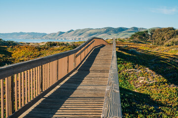 Fototapeta na wymiar Wooden boardwalk through several diverse natural habitats for viewing flora and fauna, Oceano, California